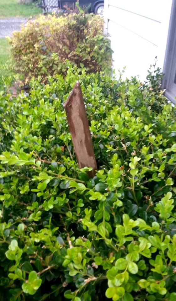 Image of a wooden stake placed in a shrub to hold the leg in place