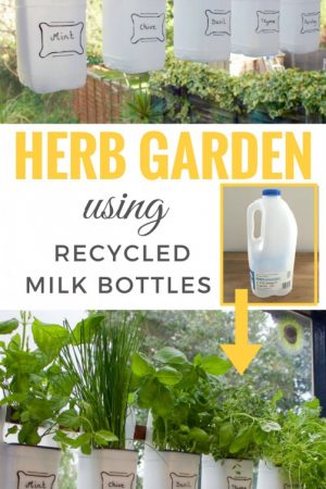 UPCYCLED plastic bottle indoor herb garden / grillo designs www.grillo-designs.com