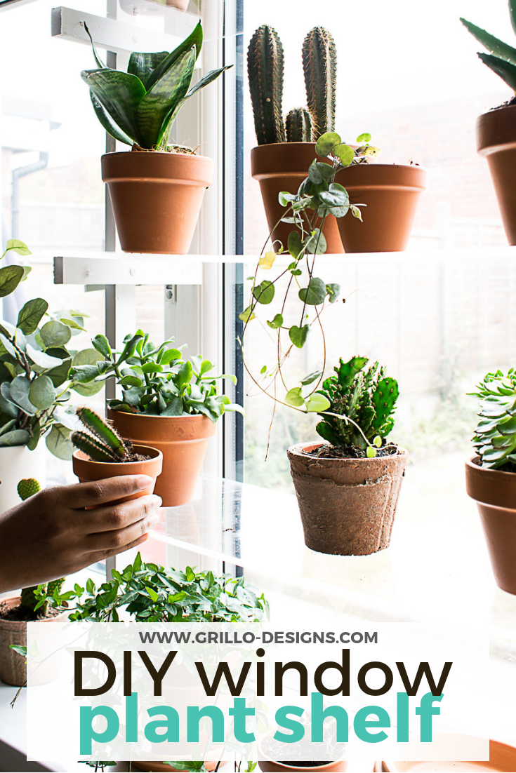 A variety of plants in terracota pots on the clear window shelves 