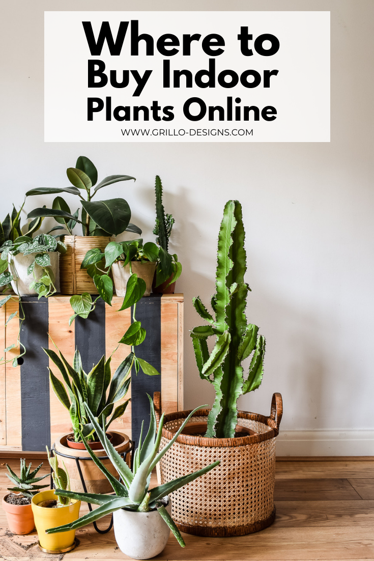 Where to buy indoor plants online pinterest graphic
