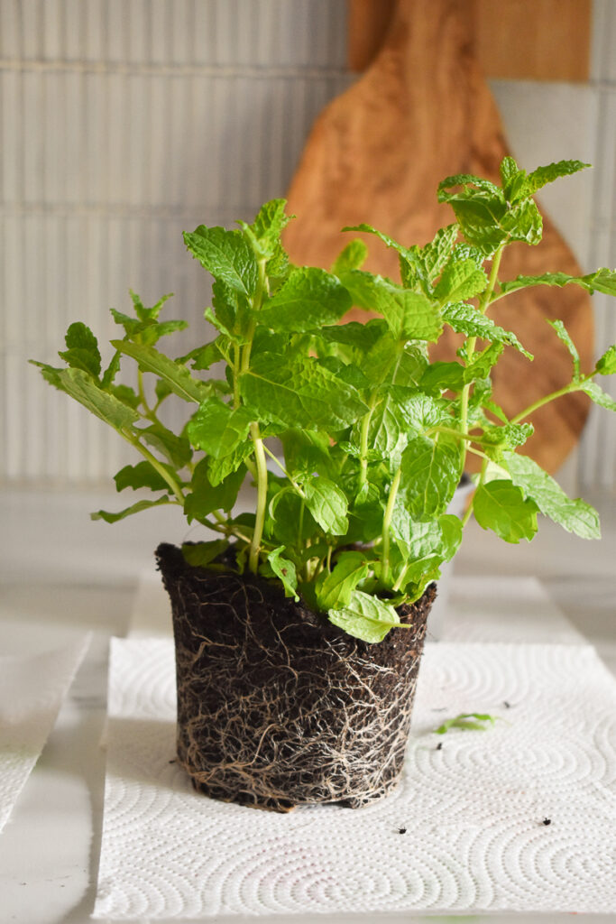a ready to pot mint plant sits on a kitchen paper