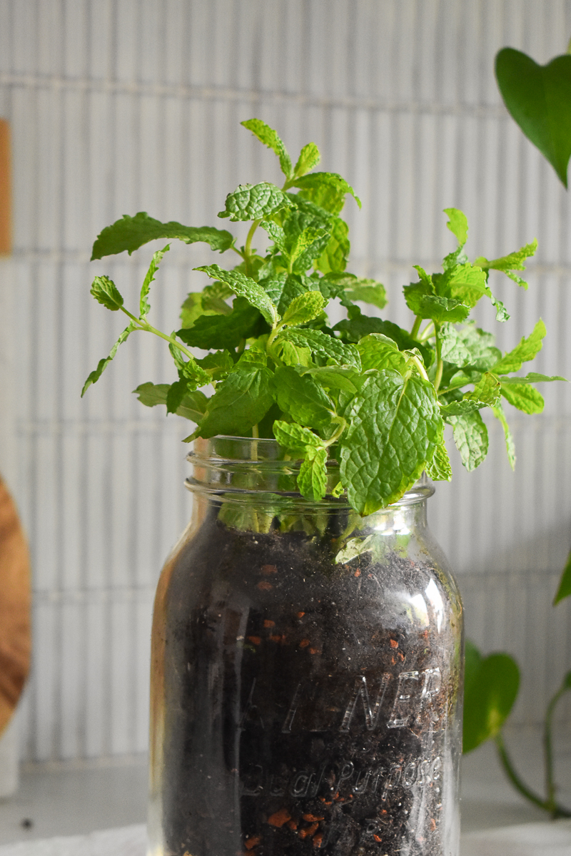How to Make a cute Kilner Jar Herb Garden For Your Kitchen • Grillo Designs
